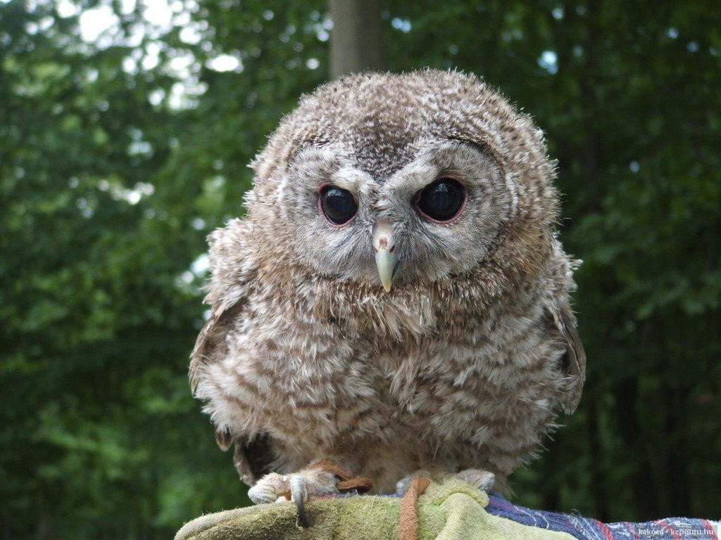 Cat Screech Juveniles Prey Western Owl Birds Owlets - Great Grey Owl , HD Wallpaper & Backgrounds
