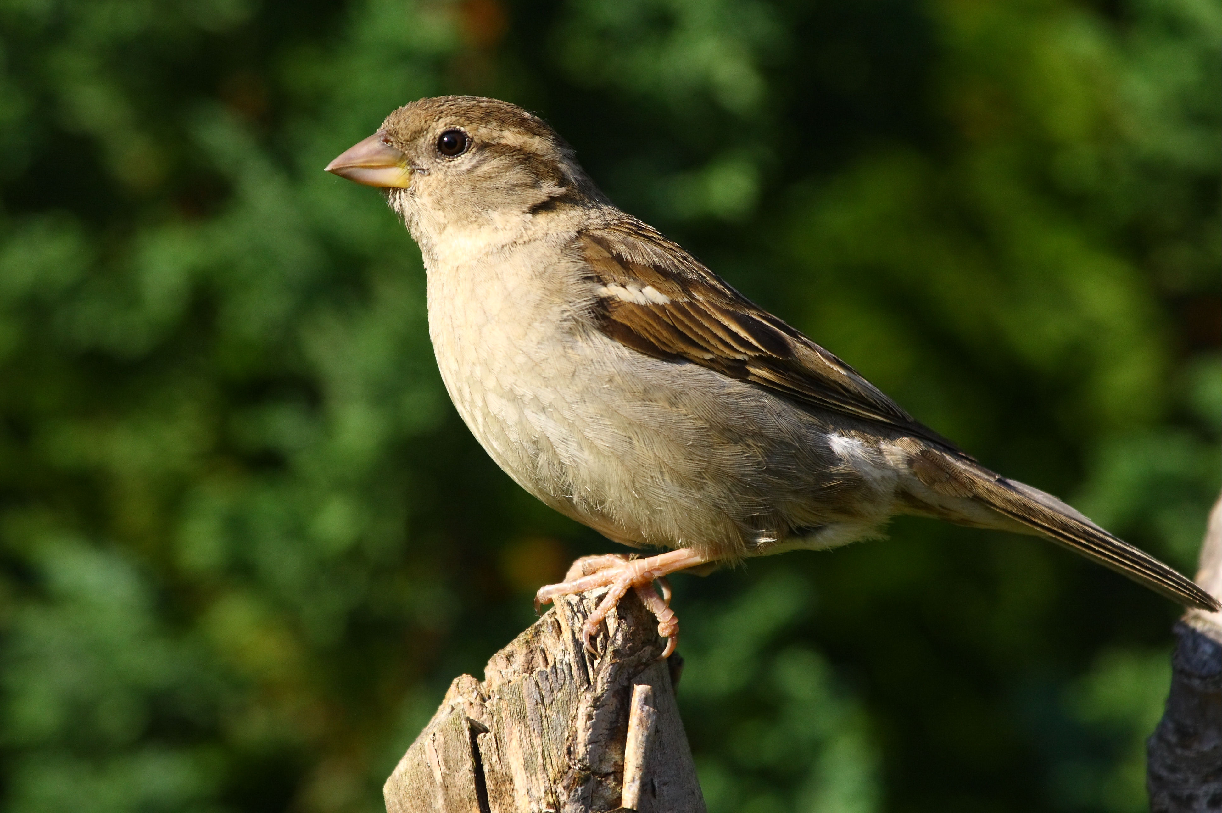 Sparrow - Sparrow Female , HD Wallpaper & Backgrounds
