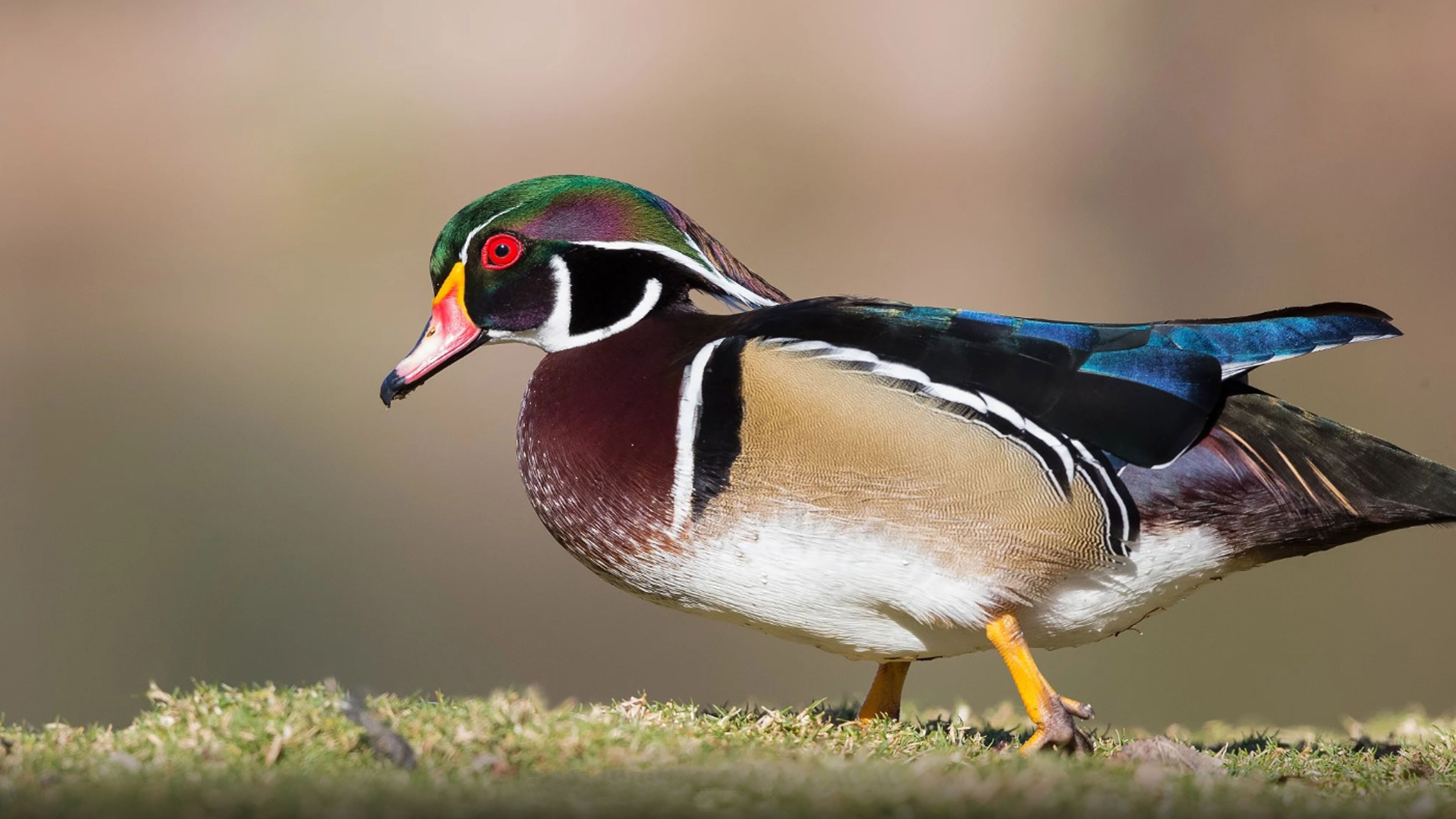 Bird Male Wood Duck Or Carolina Duck Is A Species Of - Wood Duck Hd , HD Wallpaper & Backgrounds