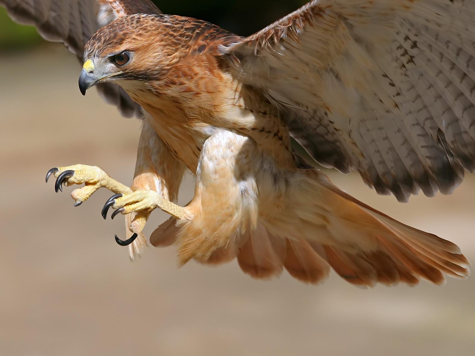 Águila Volando - Birds Hawk , HD Wallpaper & Backgrounds