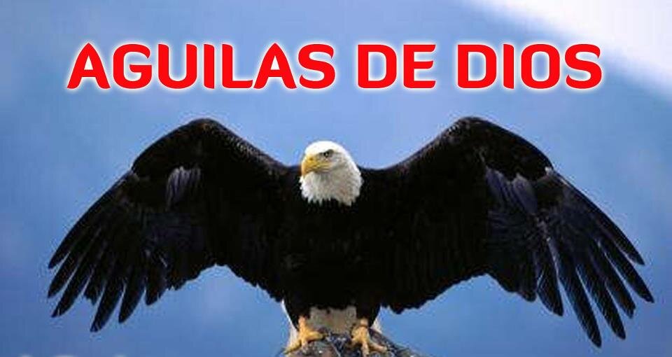 Aguilas De Dios On Twitter No Dudes De La Presencia - Bird Wings Spread Out , HD Wallpaper & Backgrounds