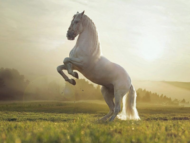 Fondos De Pantalla De Caballo Blanco - Majestic Horse , HD Wallpaper & Backgrounds
