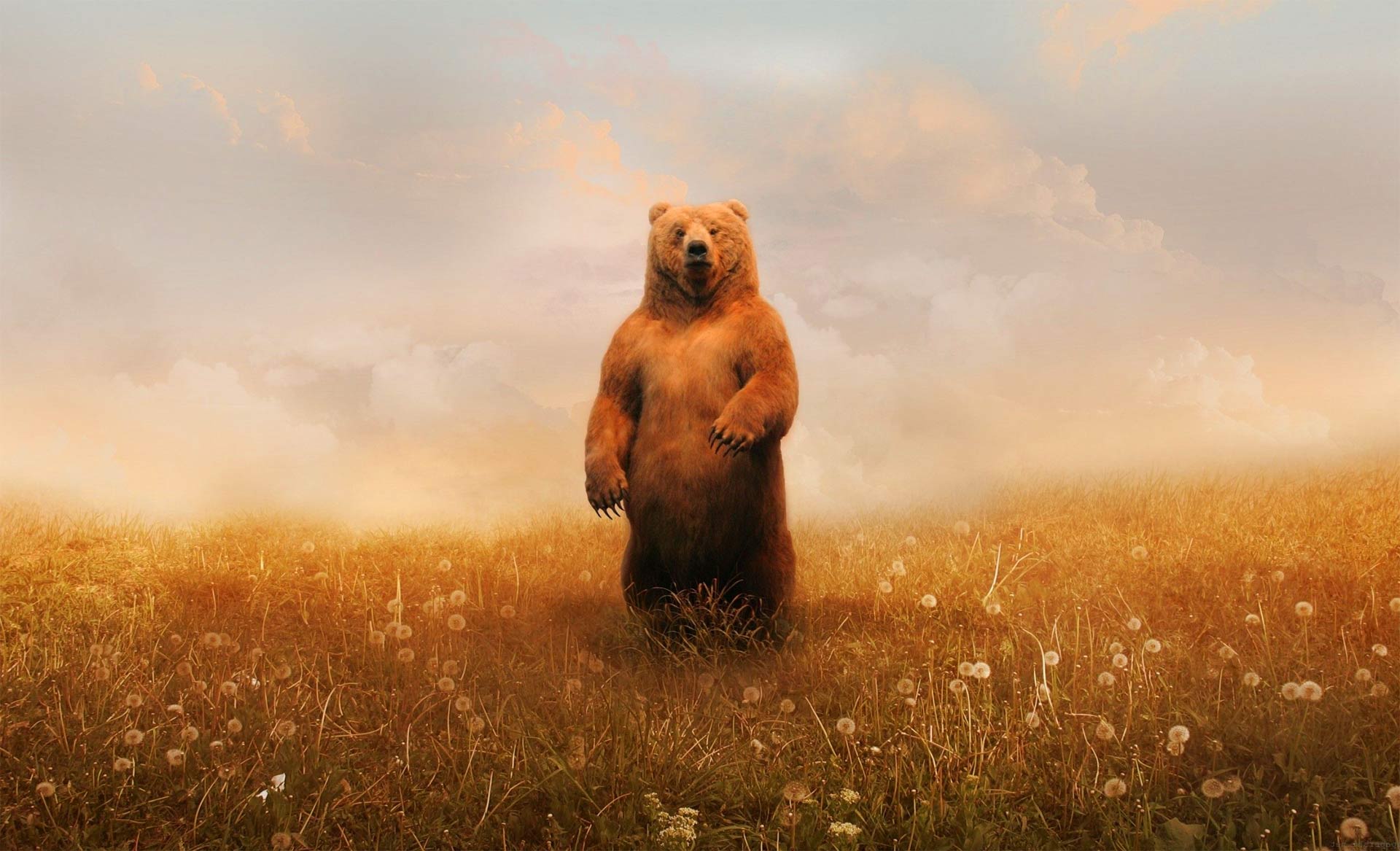 Bear Background , HD Wallpaper & Backgrounds