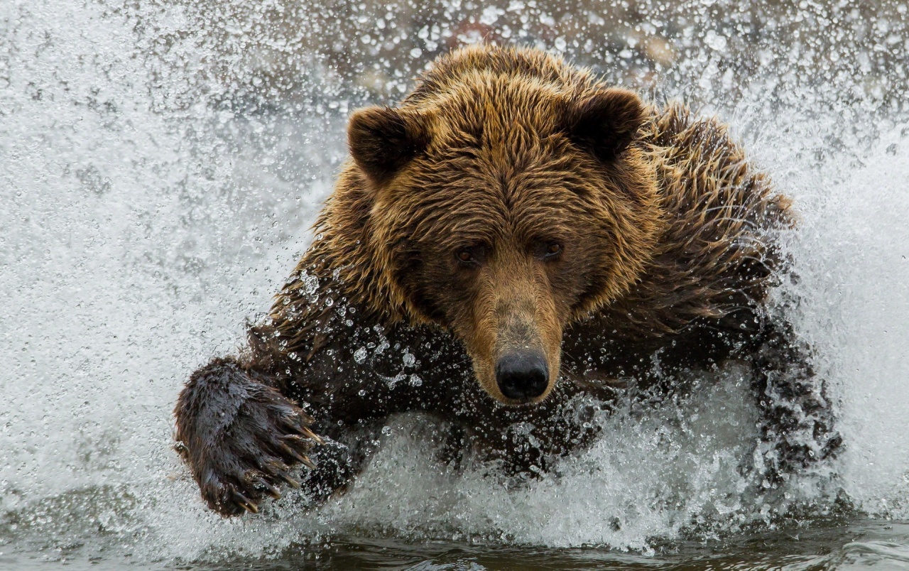 Brown Bear In The River Wallpapers And Stock Photos - Smithsonian Photo Contest Winners 2018 , HD Wallpaper & Backgrounds