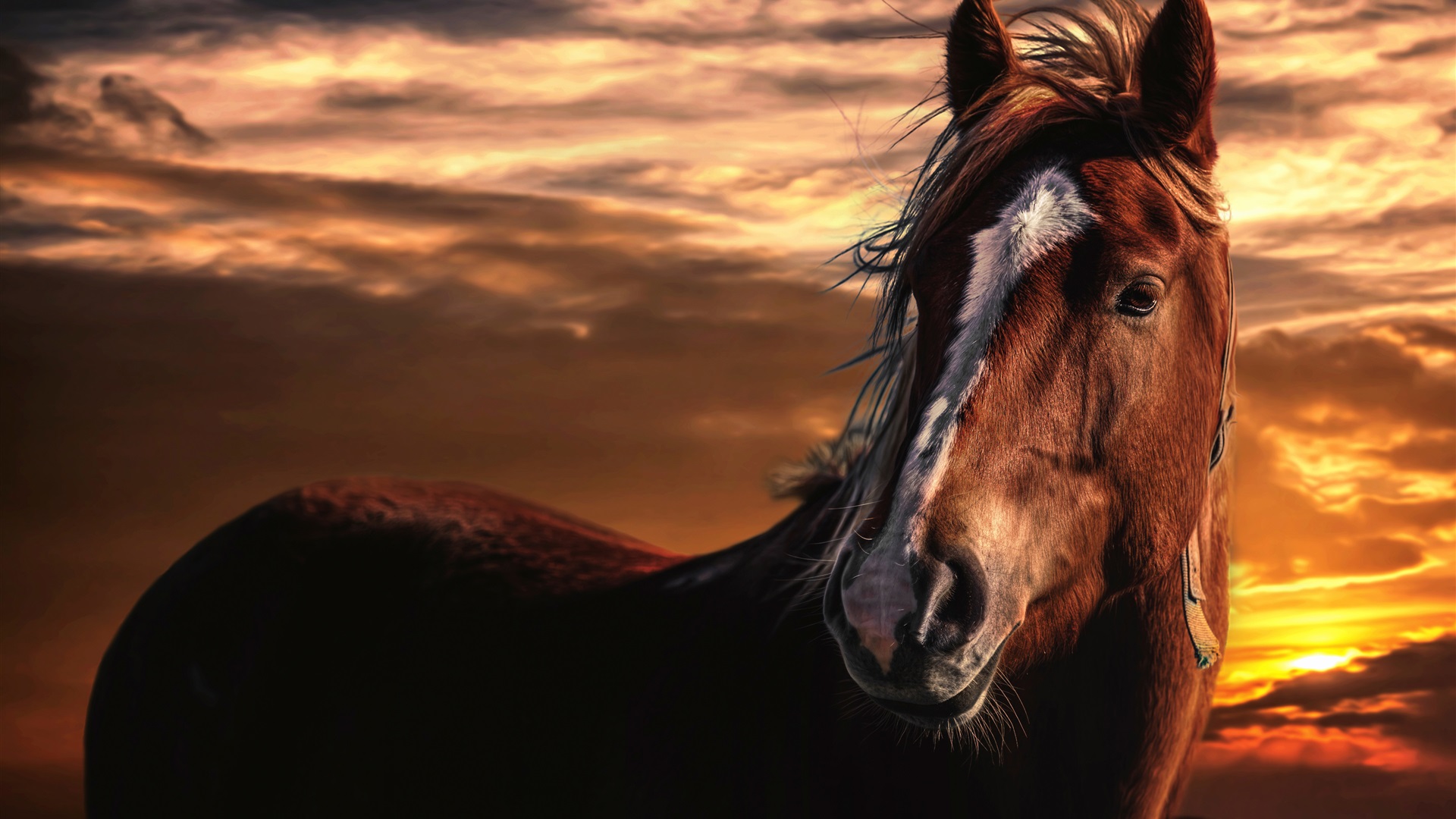 Hd Widescreen - Horse Brown White Stripe , HD Wallpaper & Backgrounds