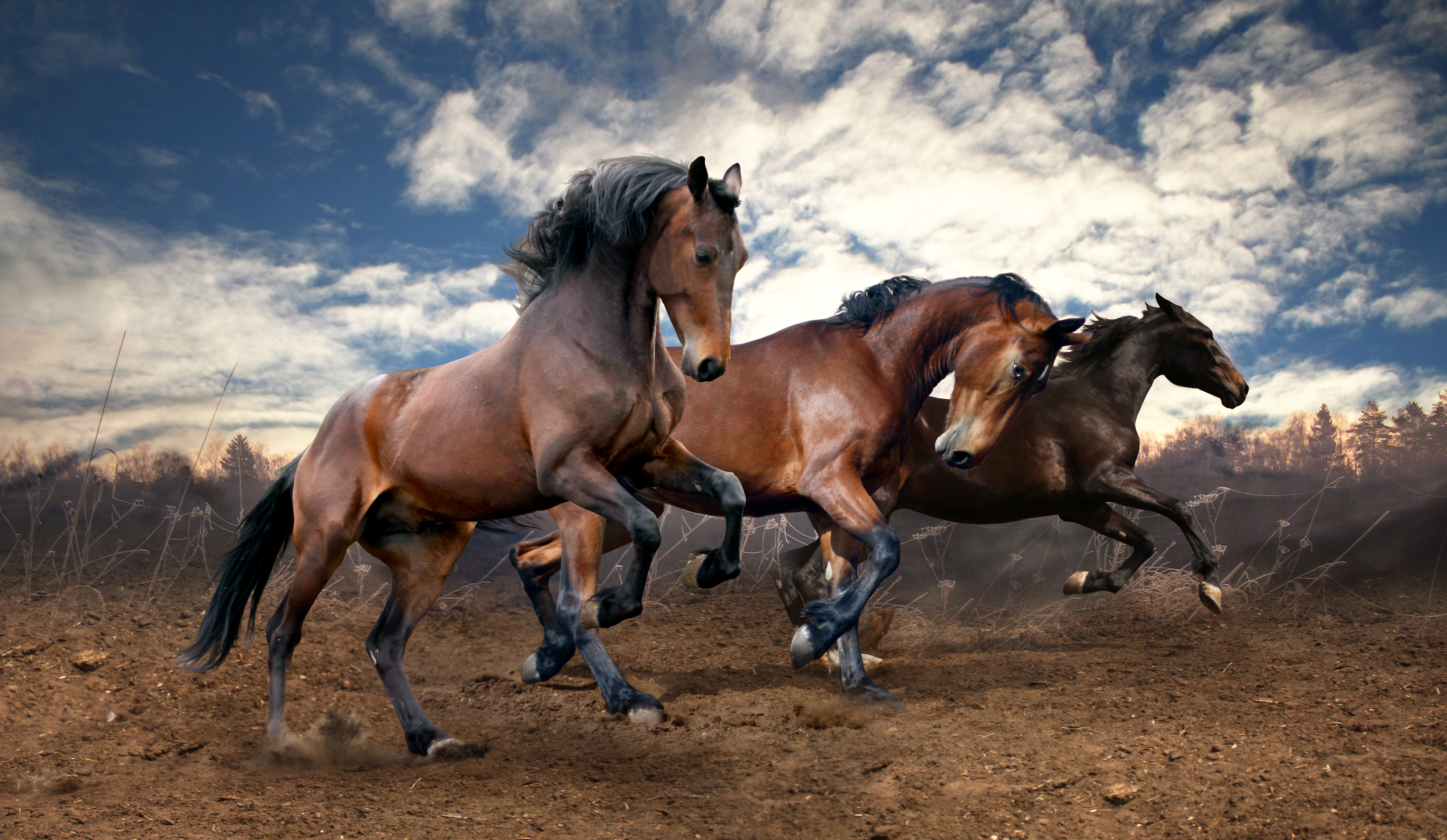 Horse 4k Ultra Hd Wallpaper - National Geographic Funny Animal , HD Wallpaper & Backgrounds