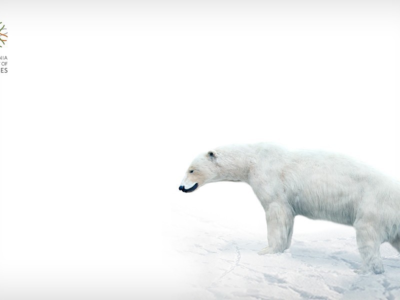 Oso Polar Wallpaper Hd Fondo De Pantalla - Polar Bear , HD Wallpaper & Backgrounds