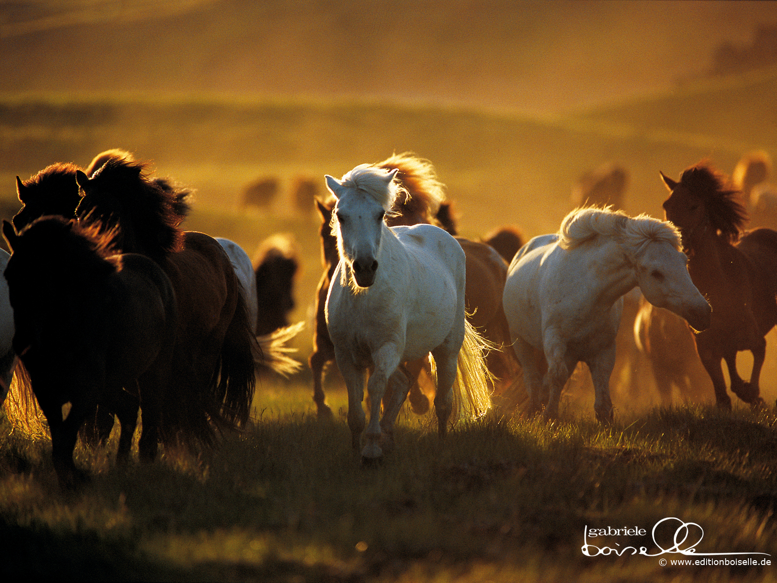 Horse Fondo De Pantalla - Wild Horses Running Hd , HD Wallpaper & Backgrounds