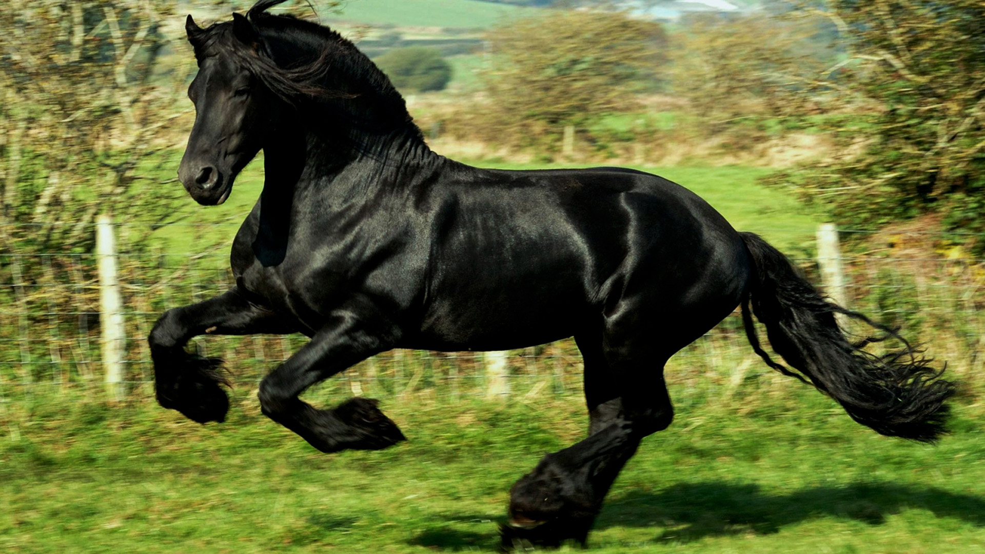 Wallpaper Hd Caballo Negro - Most Gorgeous Horse Ever , HD Wallpaper & Backgrounds