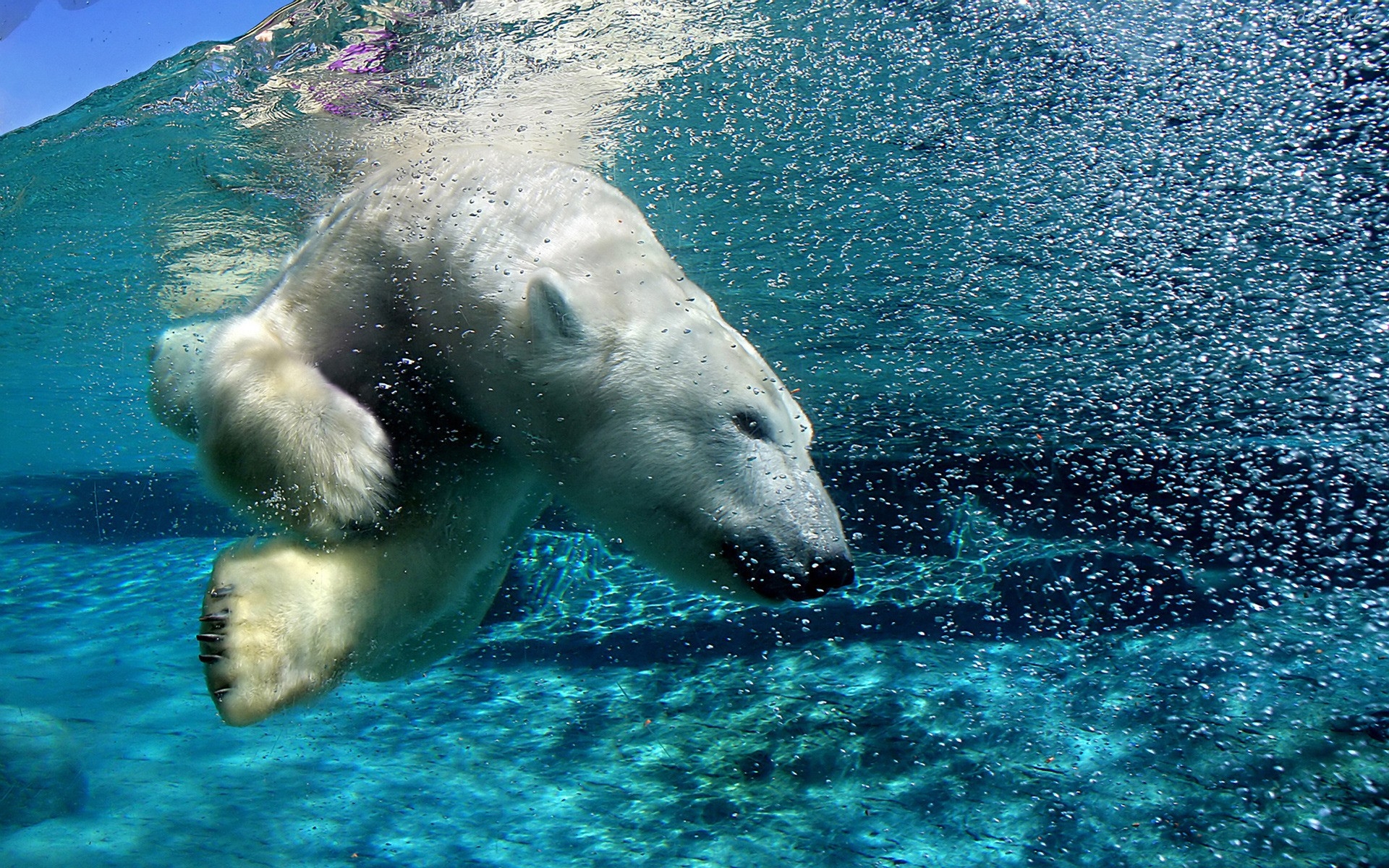 Oso Polar De Fractal Wallpaper - Polar Bear Hunting In Water , HD Wallpaper & Backgrounds