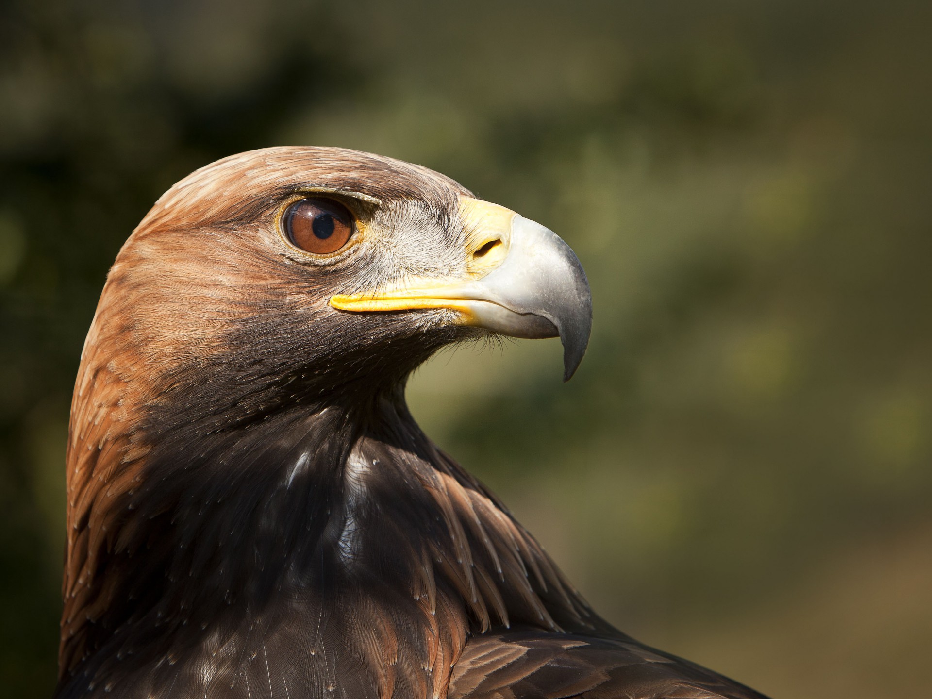 Golden Eagle Wallpaper Iphone , HD Wallpaper & Backgrounds