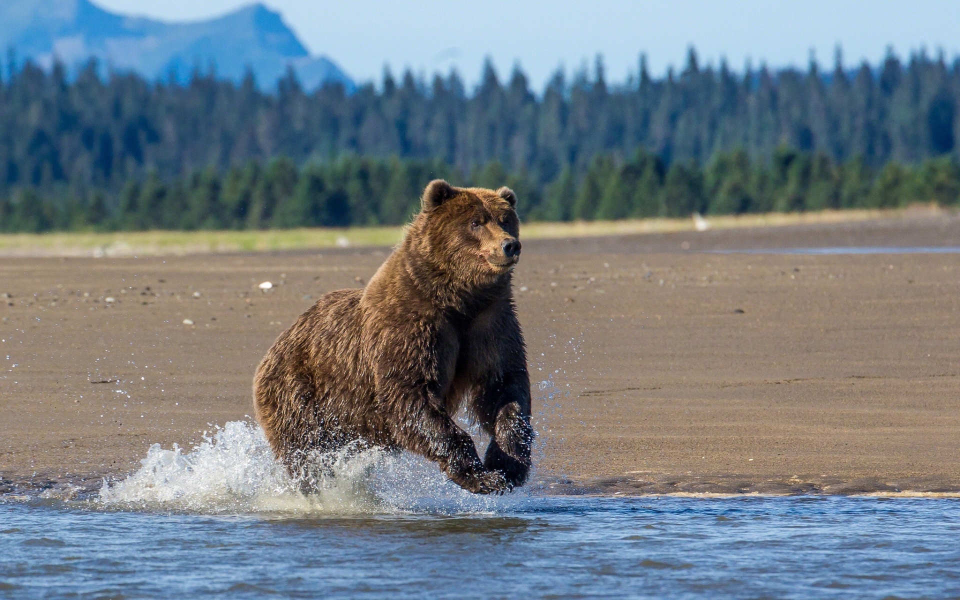 Fondos De Pantalla De Osos, Wallpapers Hd - Bear Lake Alaska , HD Wallpaper & Backgrounds