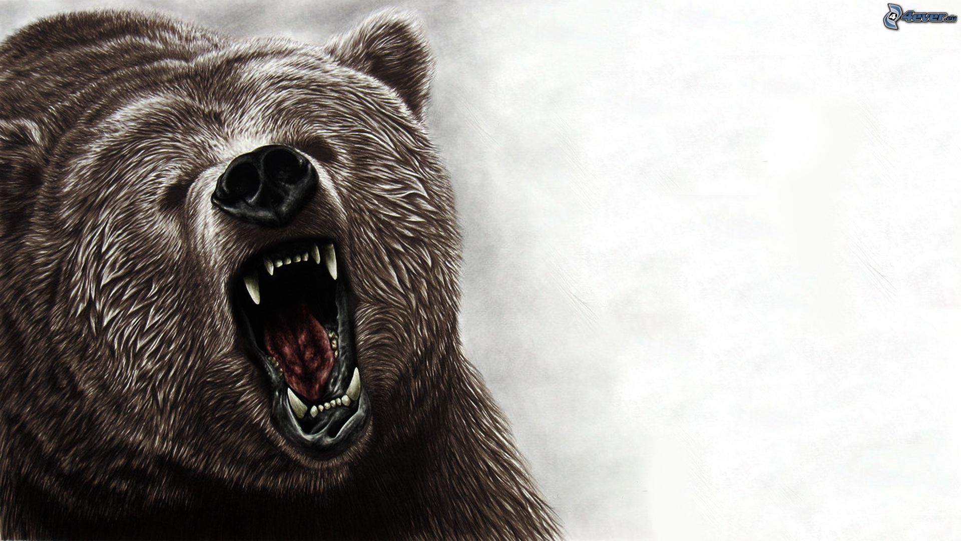 Grizzly Bear, Muzzle, Yawn 237115 - Roaring Grizzly Bear Drawing , HD Wallpaper & Backgrounds