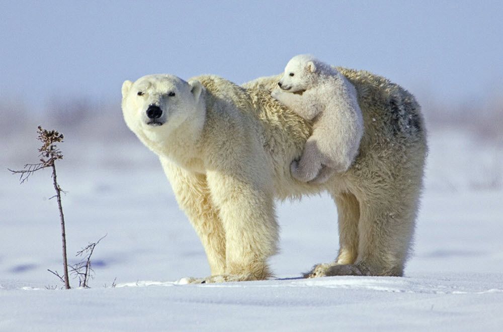 Polar Bear Wallpaper Cosas Šnicas Oso Polar - Polar Bear With Baby , HD Wallpaper & Backgrounds