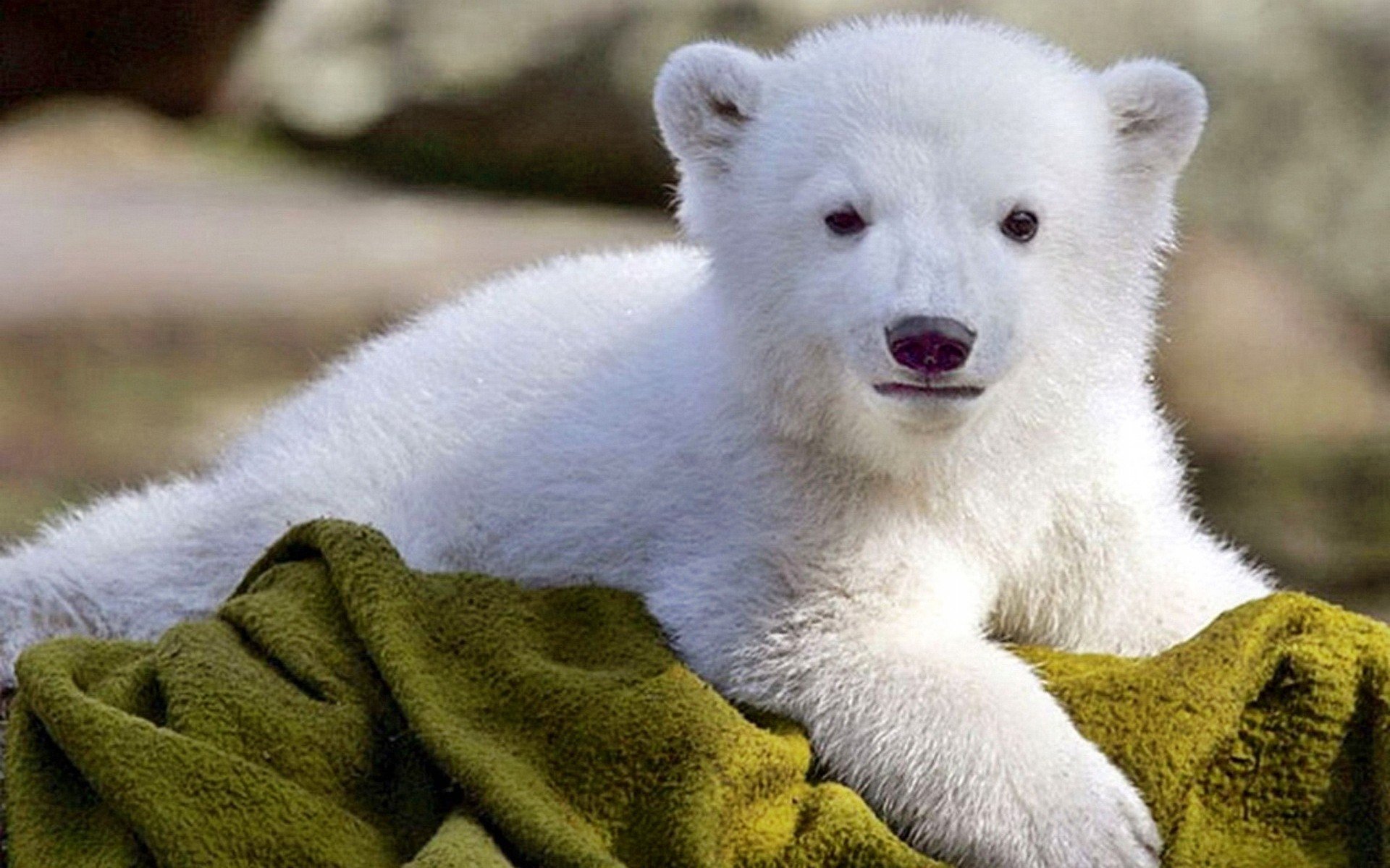 Animales, Cachorro, Oso, Polar Wallpapers Hd / Desktop - Baby Polar Bear , HD Wallpaper & Backgrounds