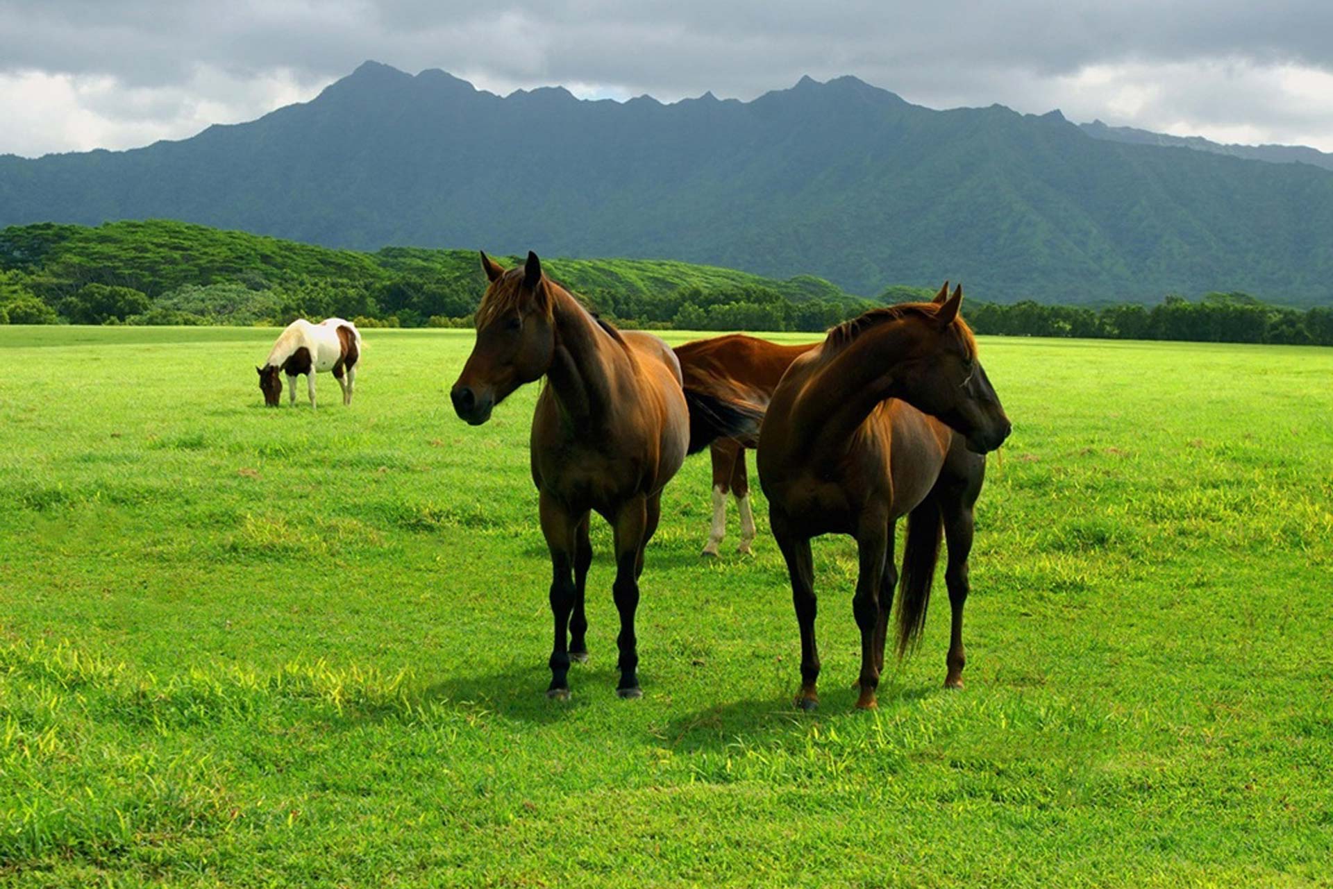 Fondo Pantalla Paisaje Caballos,fondo Escritorio Paisaje - Horse Farm Hd  (#693144) - HD Wallpaper \u0026 Backgrounds Download, image size:1920x1281