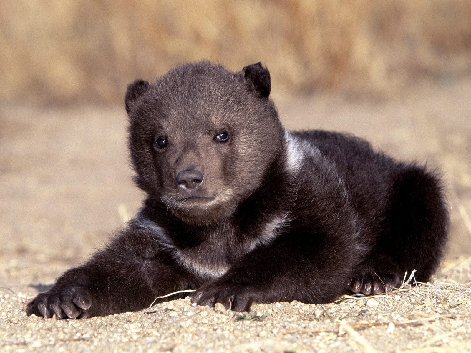 Black Grizzly Bear Cub , HD Wallpaper & Backgrounds