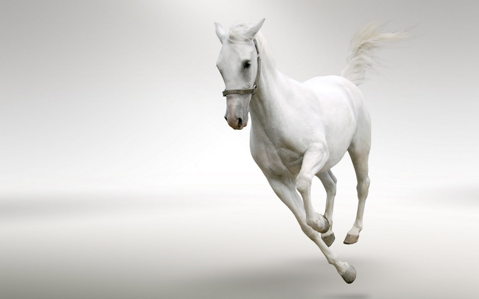Young Pony Animals Field Running Horse Nature Bancodeimagenesgratuitas - White Horse Running Images Hd , HD Wallpaper & Backgrounds