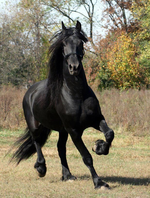 Caballo Prieto Azabache - Black Expensive Horses , HD Wallpaper & Backgrounds