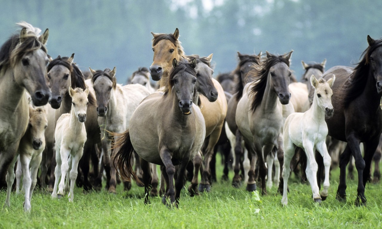 Herd Of Mustang Horses , HD Wallpaper & Backgrounds