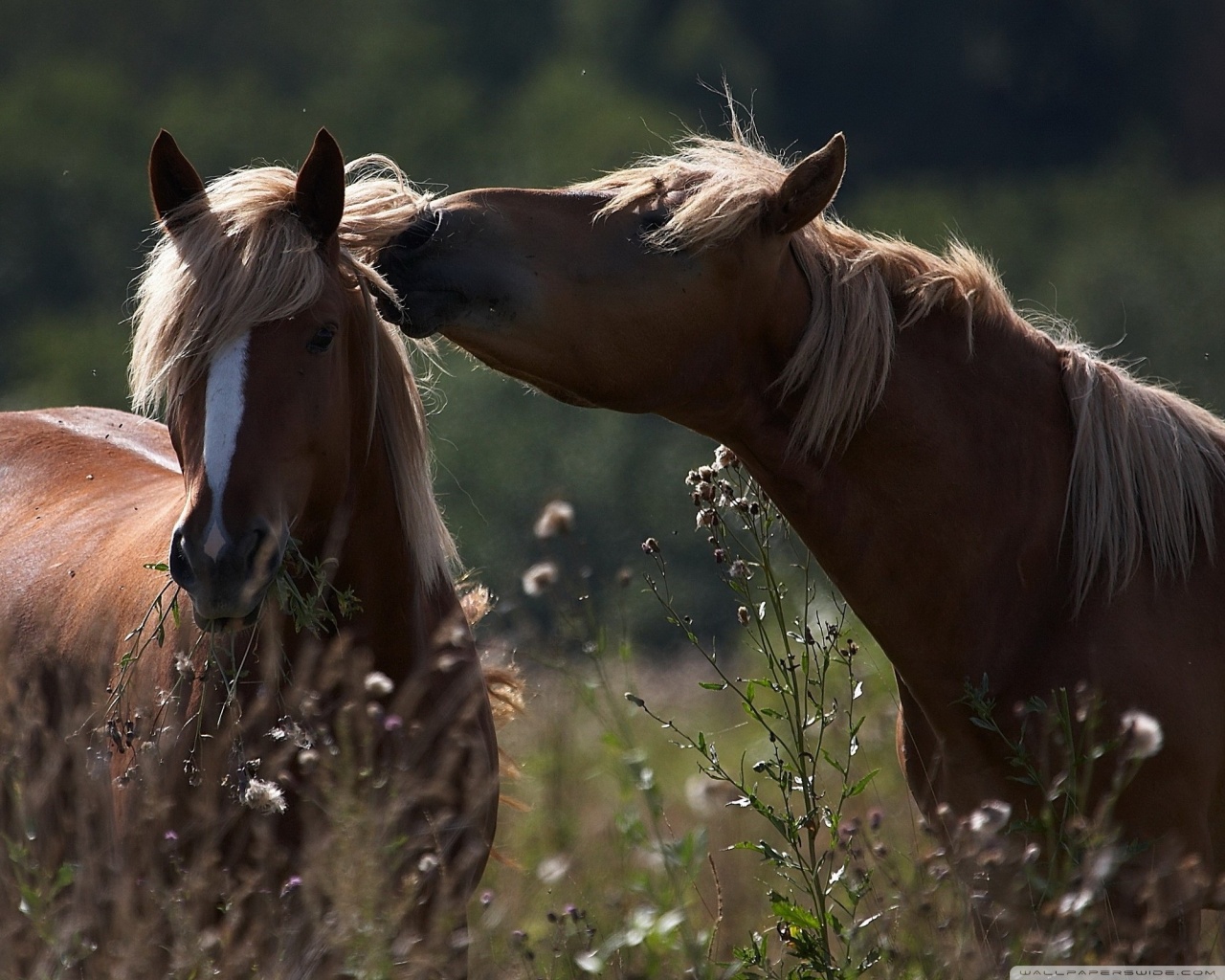 Standard 5 - - Male Horse And Female Horse , HD Wallpaper & Backgrounds