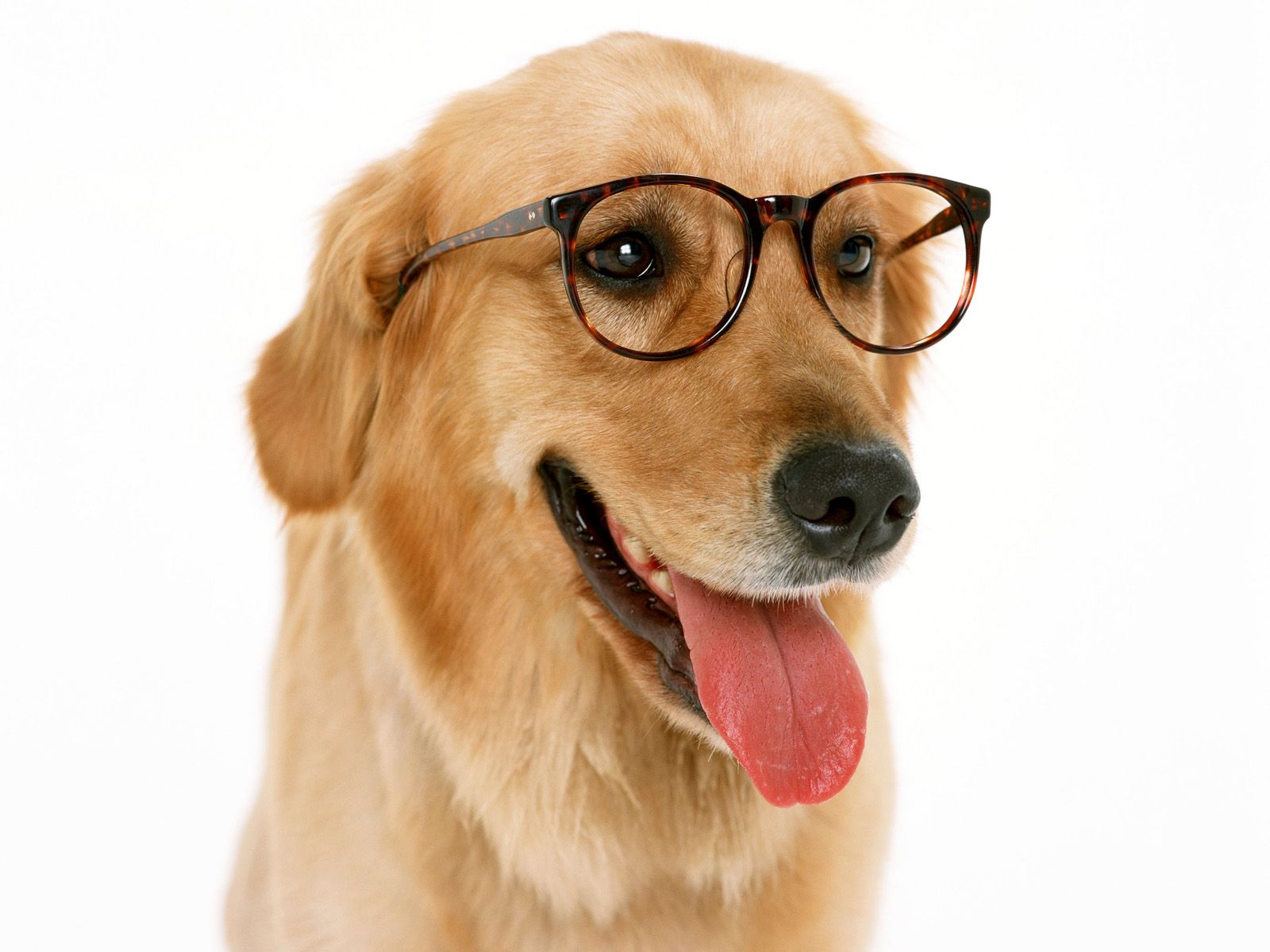 Funny Dog Wearing Glass - Dog With Glasses , HD Wallpaper & Backgrounds