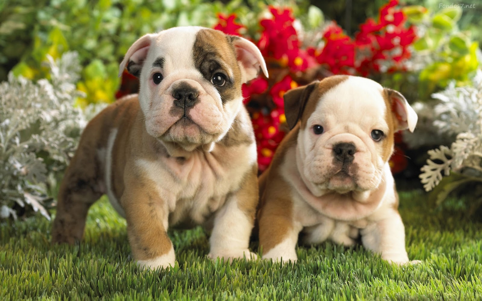 Wallpaper - British Bulldog Puppies , HD Wallpaper & Backgrounds