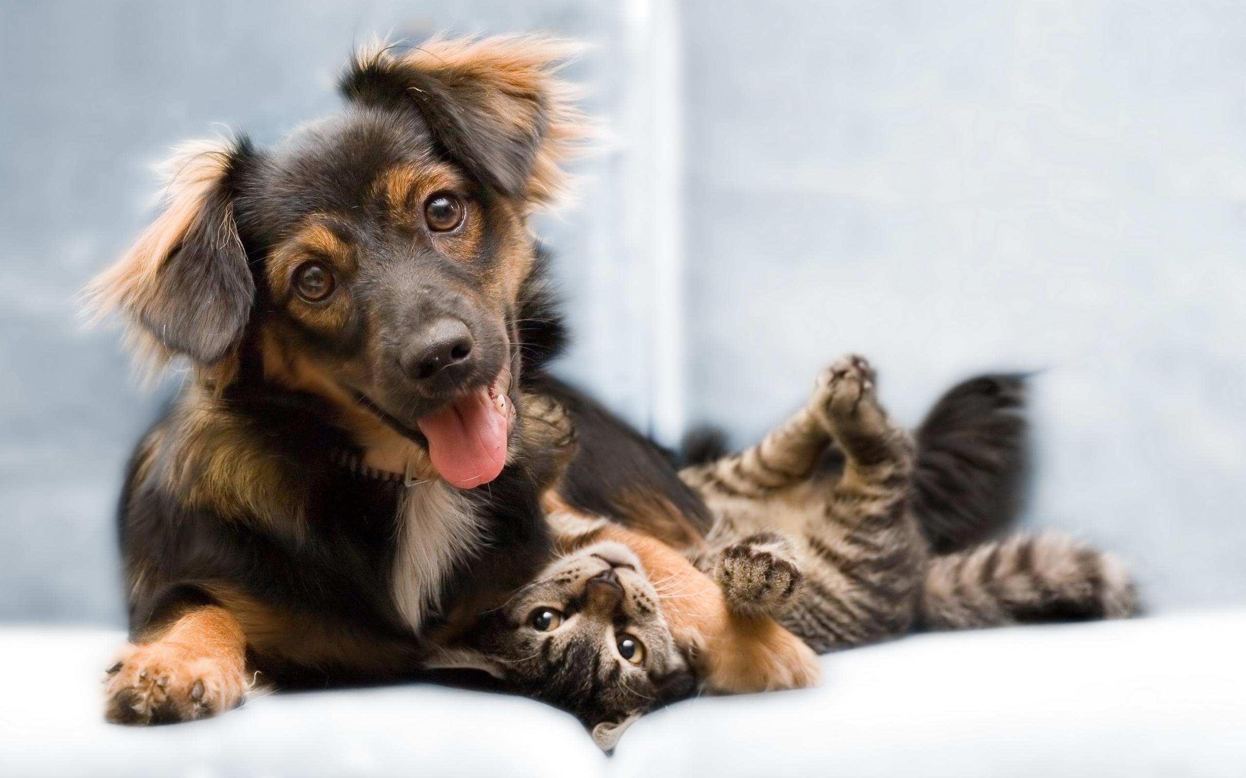 Puppy Cat - Dog And Cat Wallpaper Hd , HD Wallpaper & Backgrounds