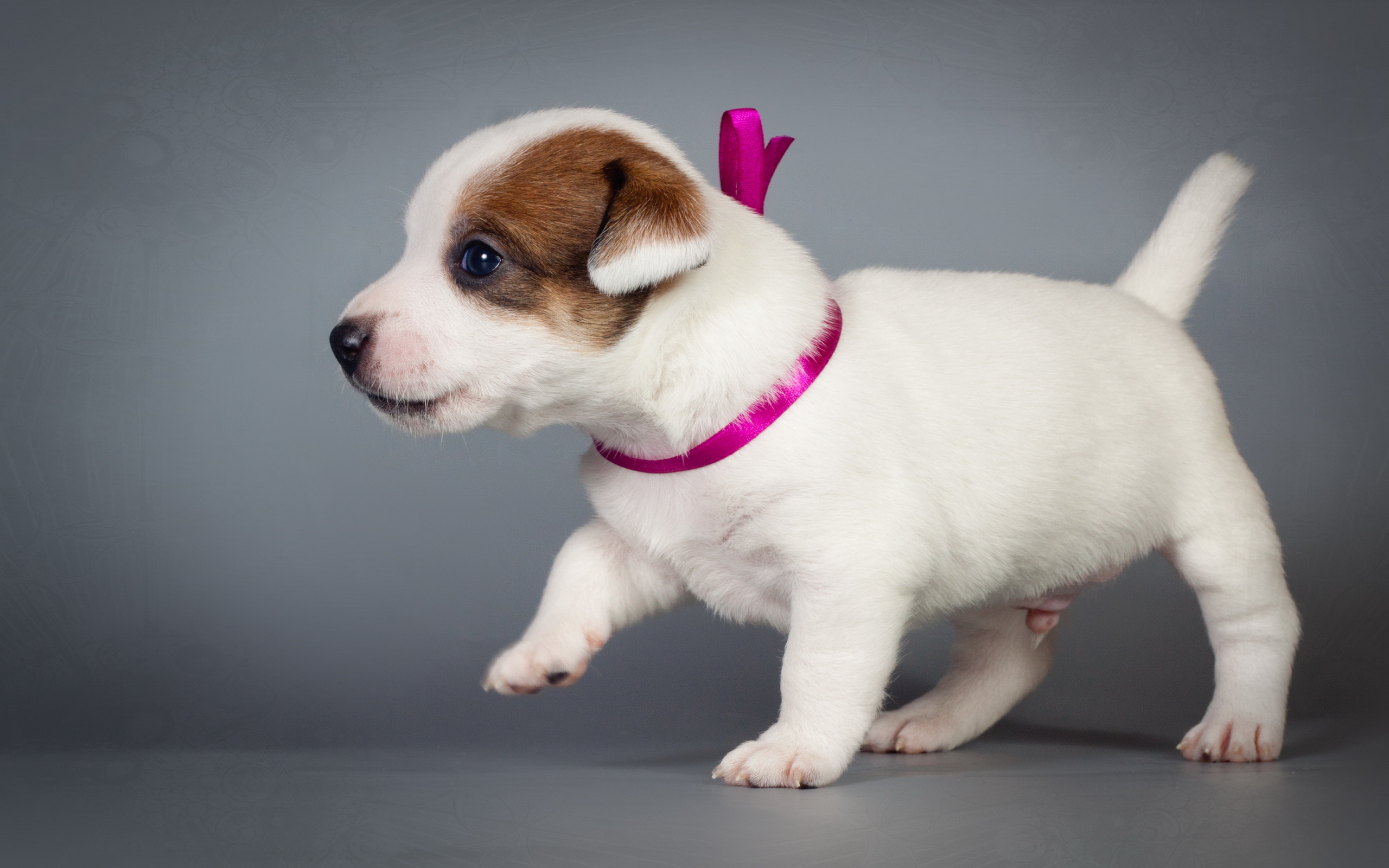 Jack Russell Terrier Wallpaper - Do Cachorro Jack Russell Terrier , HD Wallpaper & Backgrounds