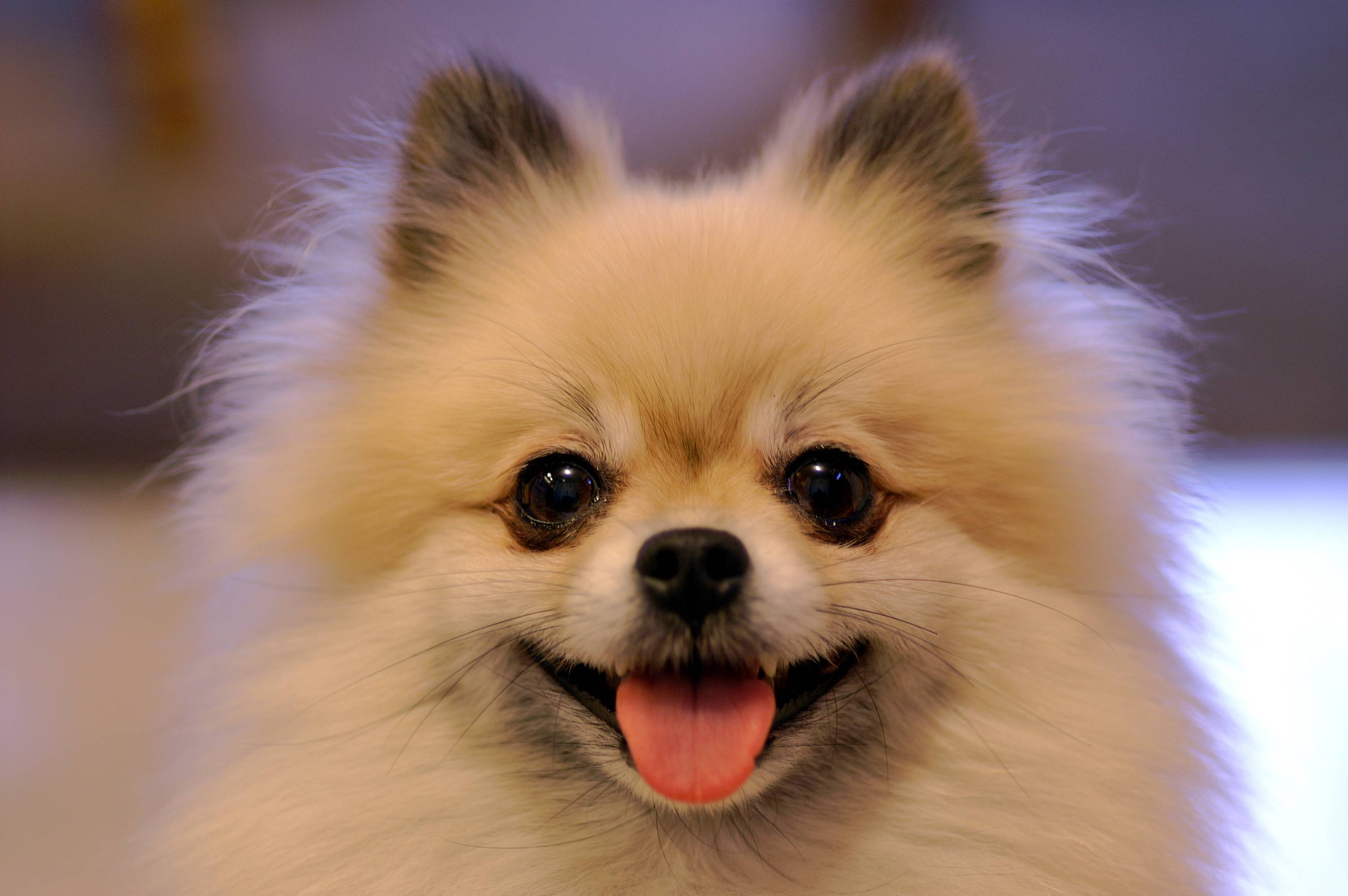 Lulu Da Pomerania - Cute Dogs Pomeranian , HD Wallpaper & Backgrounds