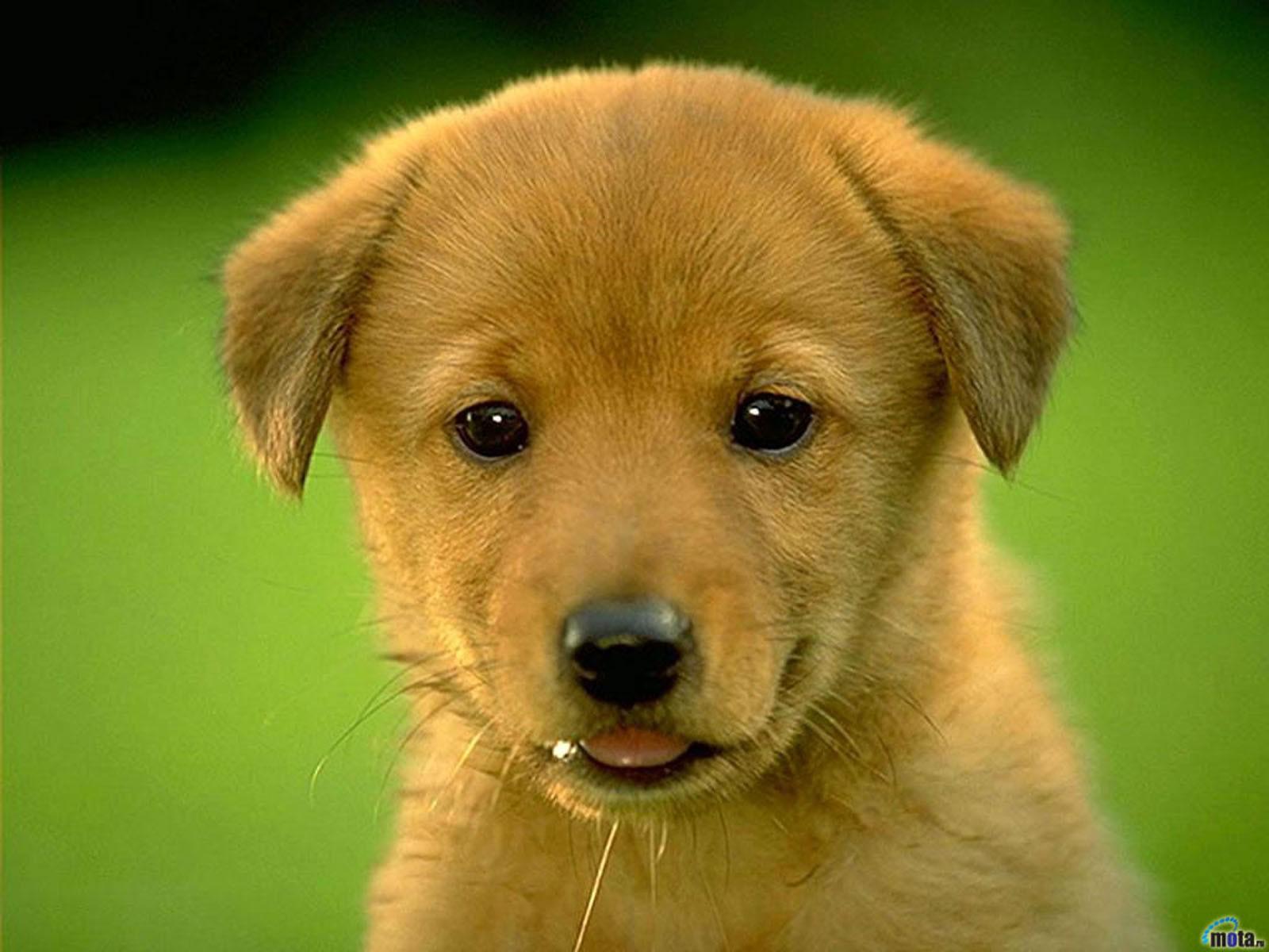 Canine Puppy , HD Wallpaper & Backgrounds