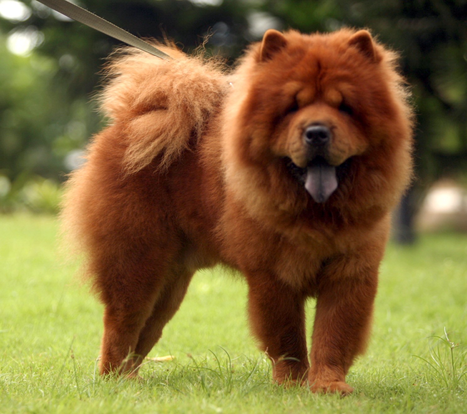 Chow, Chow, Dog, Top, Wide, Wallpapers, In, Hd, - Chow Chow Hd , HD Wallpaper & Backgrounds