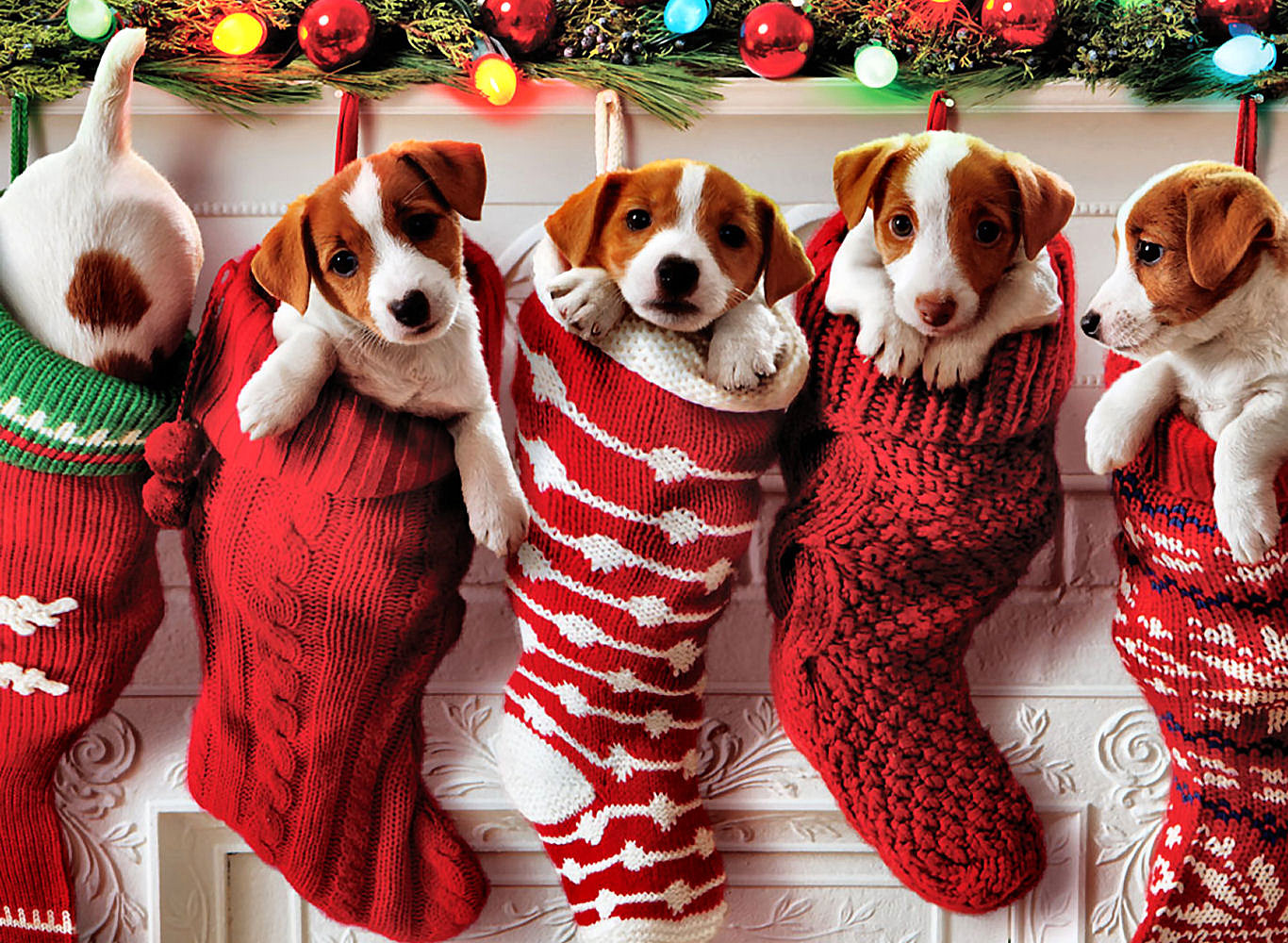 Filhotes De Cachorro Wallpapers De Natal - Cute Christmas Dogs , HD Wallpaper & Backgrounds