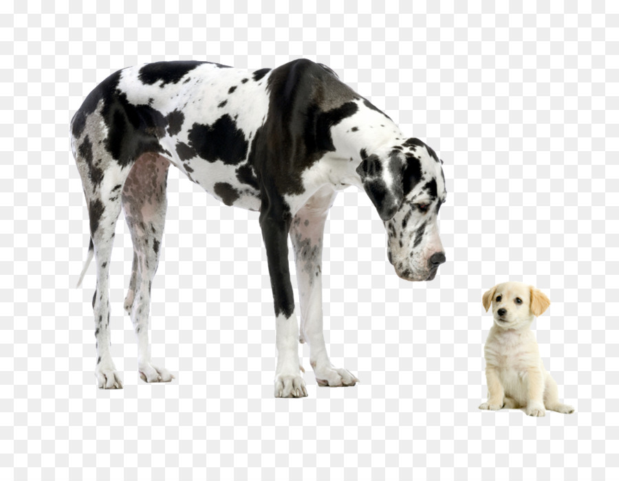 Great Dane Filhote De Cachorro Chihuahua Papel De Parede - Little And Big Dog Quotes , HD Wallpaper & Backgrounds