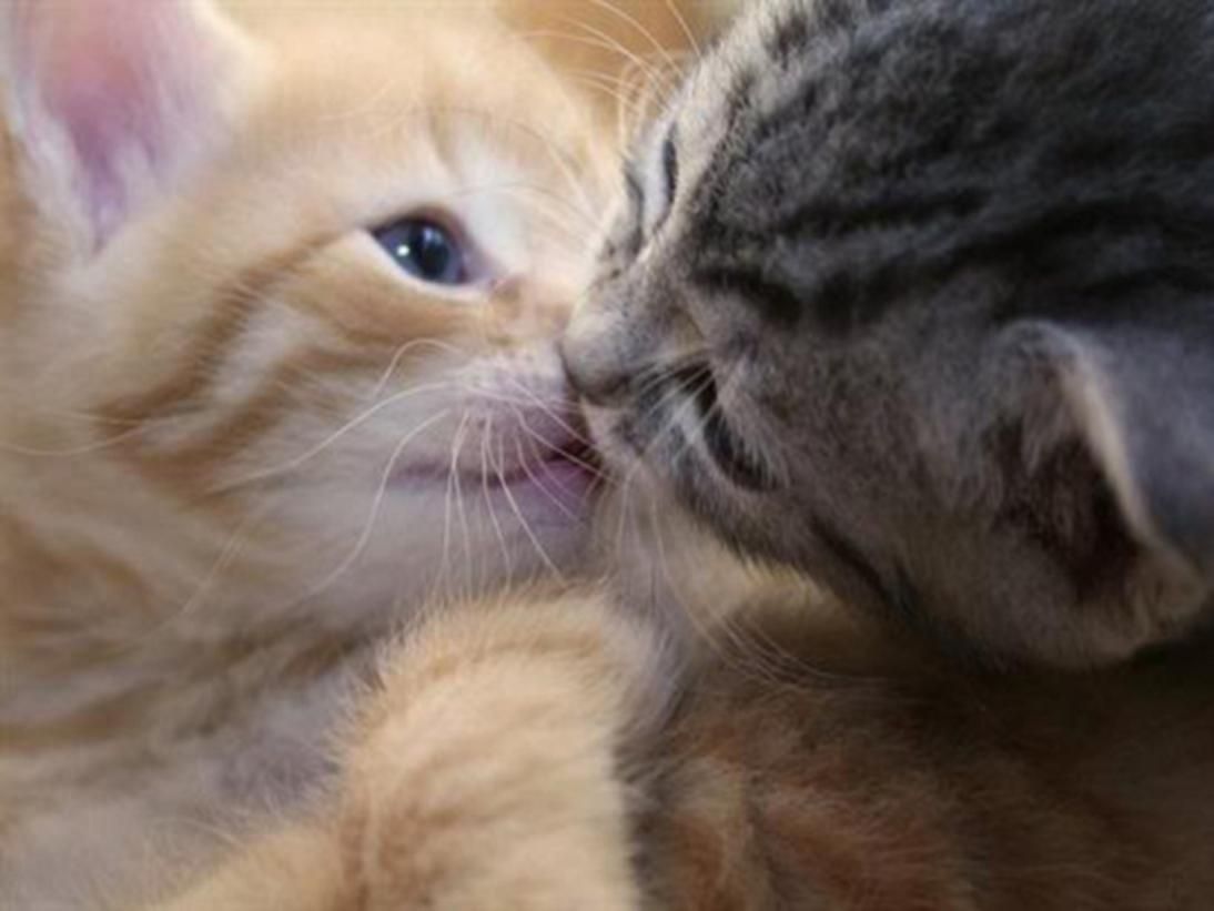 Wallpapers De Gatos Hd Cat Animal And Kitty - Animal Kiss , HD Wallpaper & Backgrounds