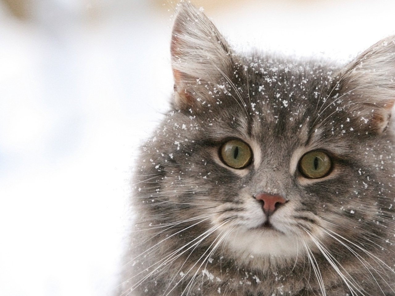 Download - Cat Winter , HD Wallpaper & Backgrounds