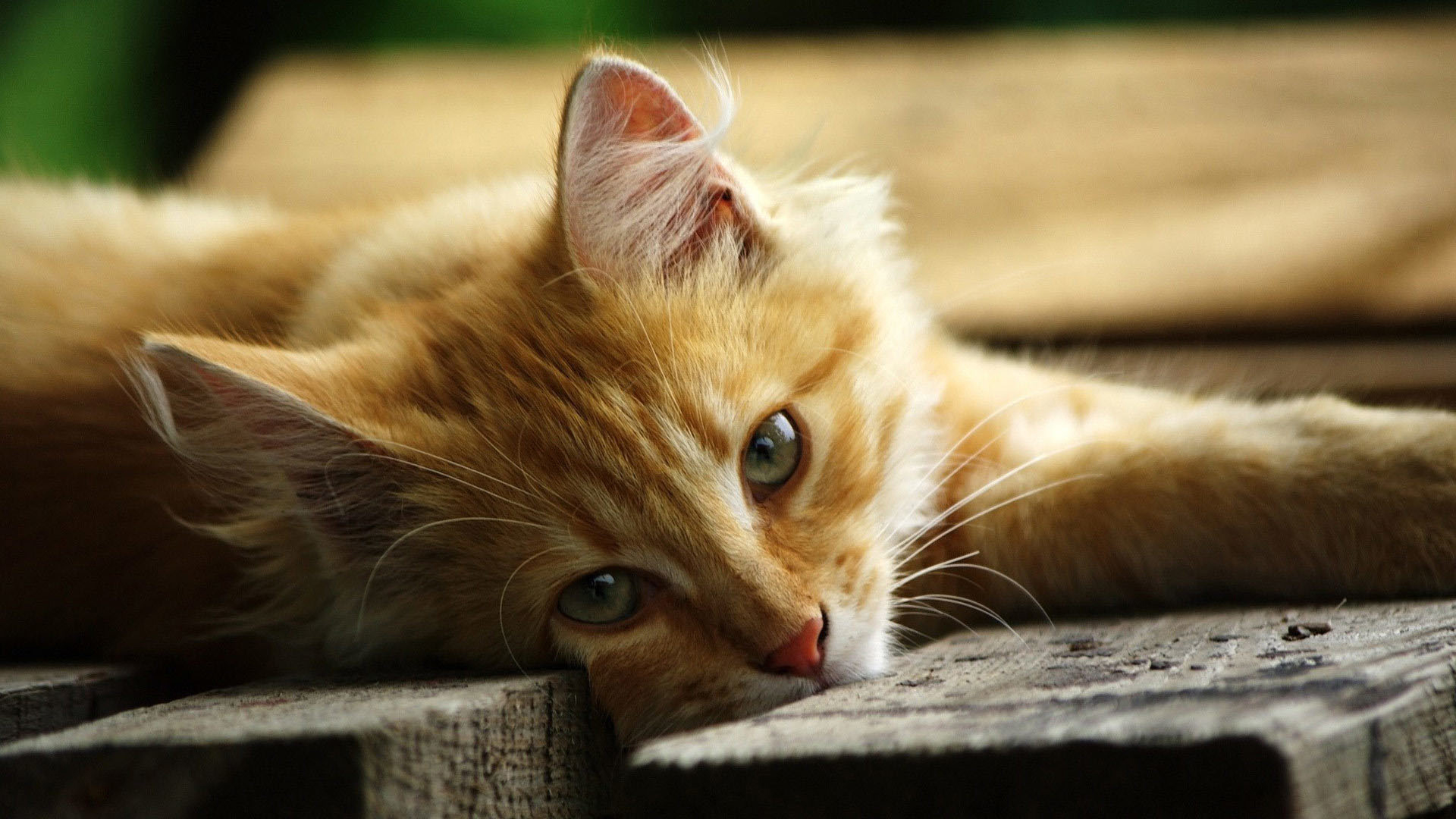 Cats - Nature Wallpaper - Red Kitten With Green Eyes , HD Wallpaper & Backgrounds