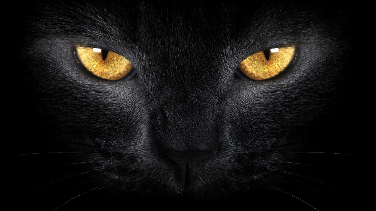 Watching You - Imagens De Gato Preto , HD Wallpaper & Backgrounds