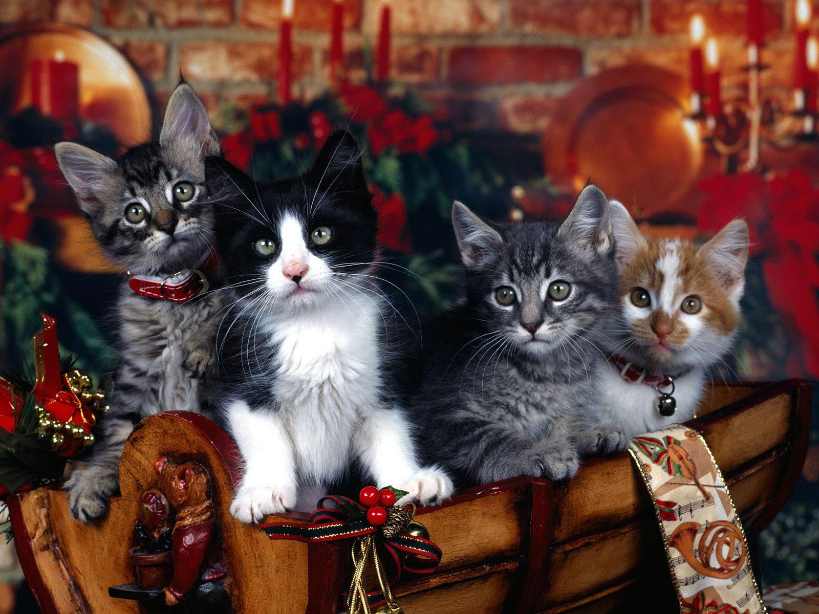 Christmas Kittens , HD Wallpaper & Backgrounds