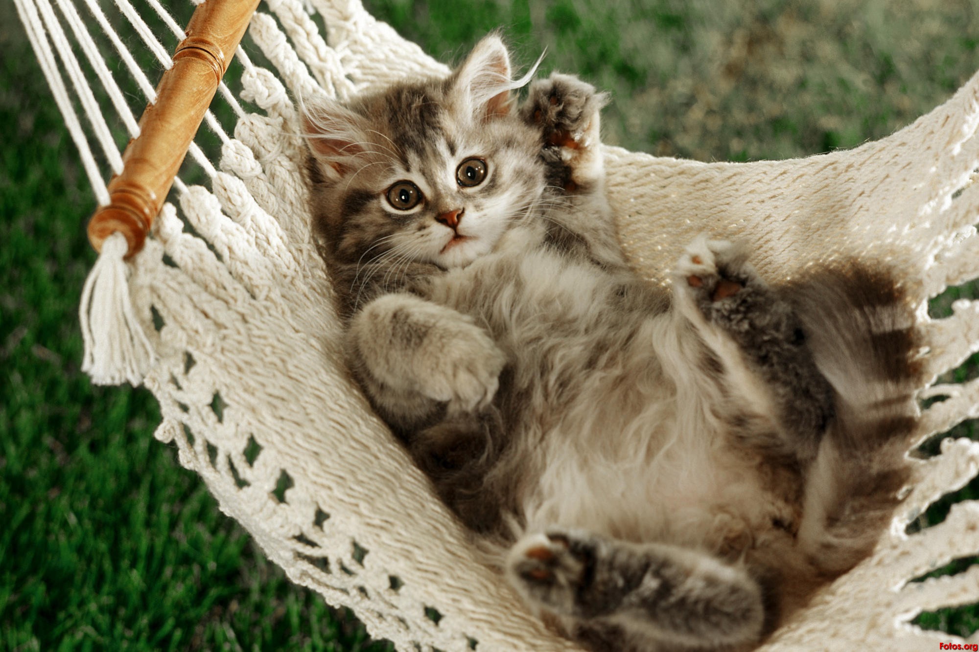 Gato Jugando Wallpapers - Playful Kittens , HD Wallpaper & Backgrounds