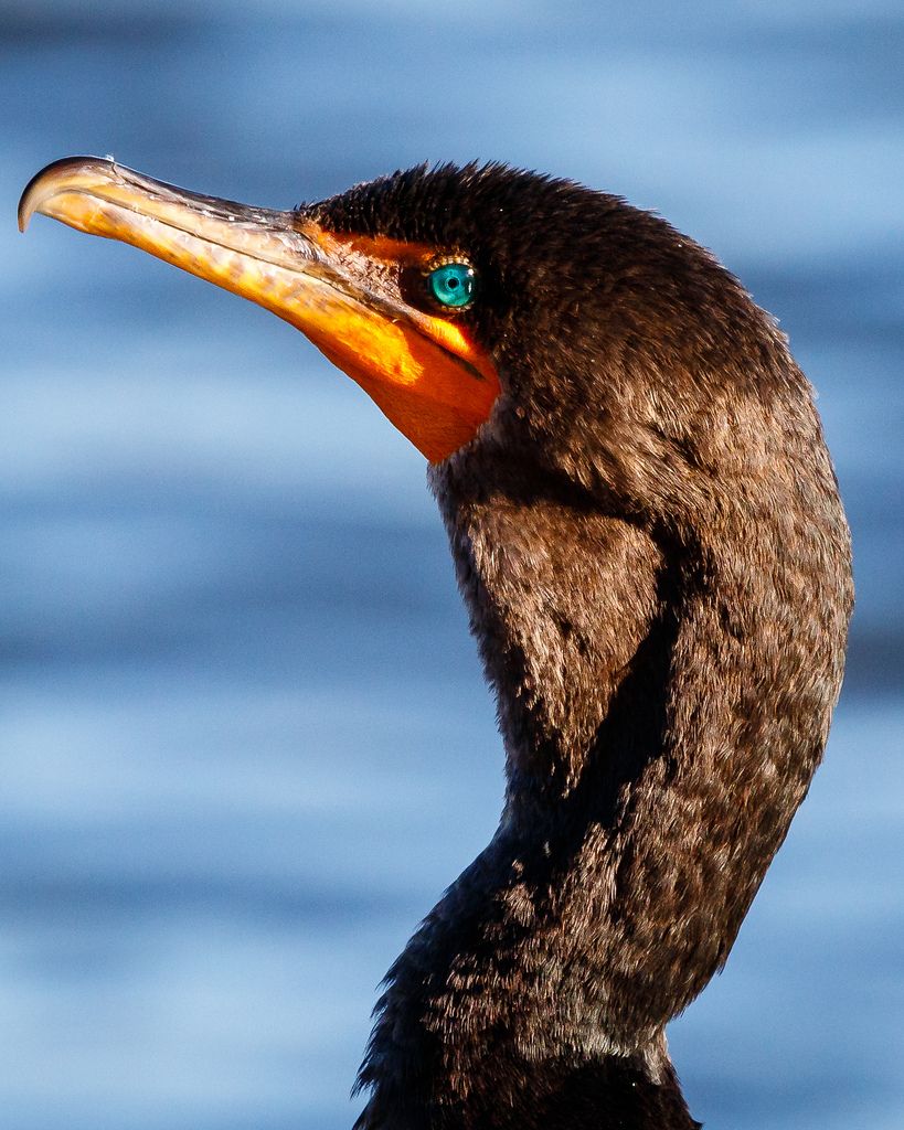 Wallpaper By Nate - Double Crested Cormorant , HD Wallpaper & Backgrounds