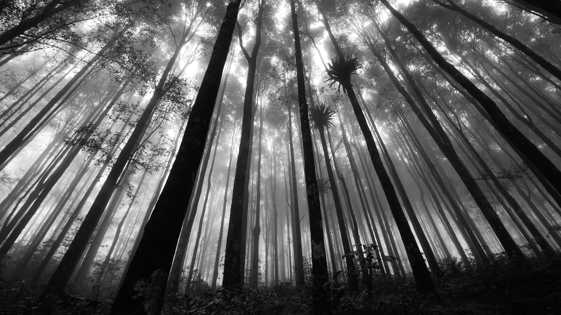 Black And White Pictures Anime Forest 3 Wide Wallpaper - Black And White Forest , HD Wallpaper & Backgrounds