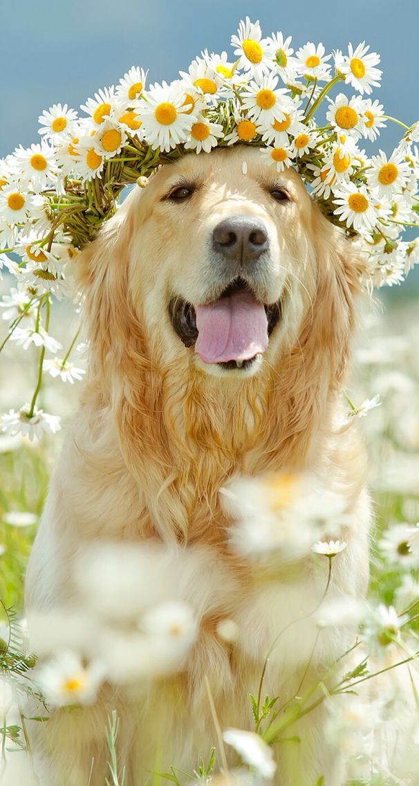 Pet Animals Wallpaper Beautiful Animals Wallpapers - Golden Retriever In Flowers , HD Wallpaper & Backgrounds