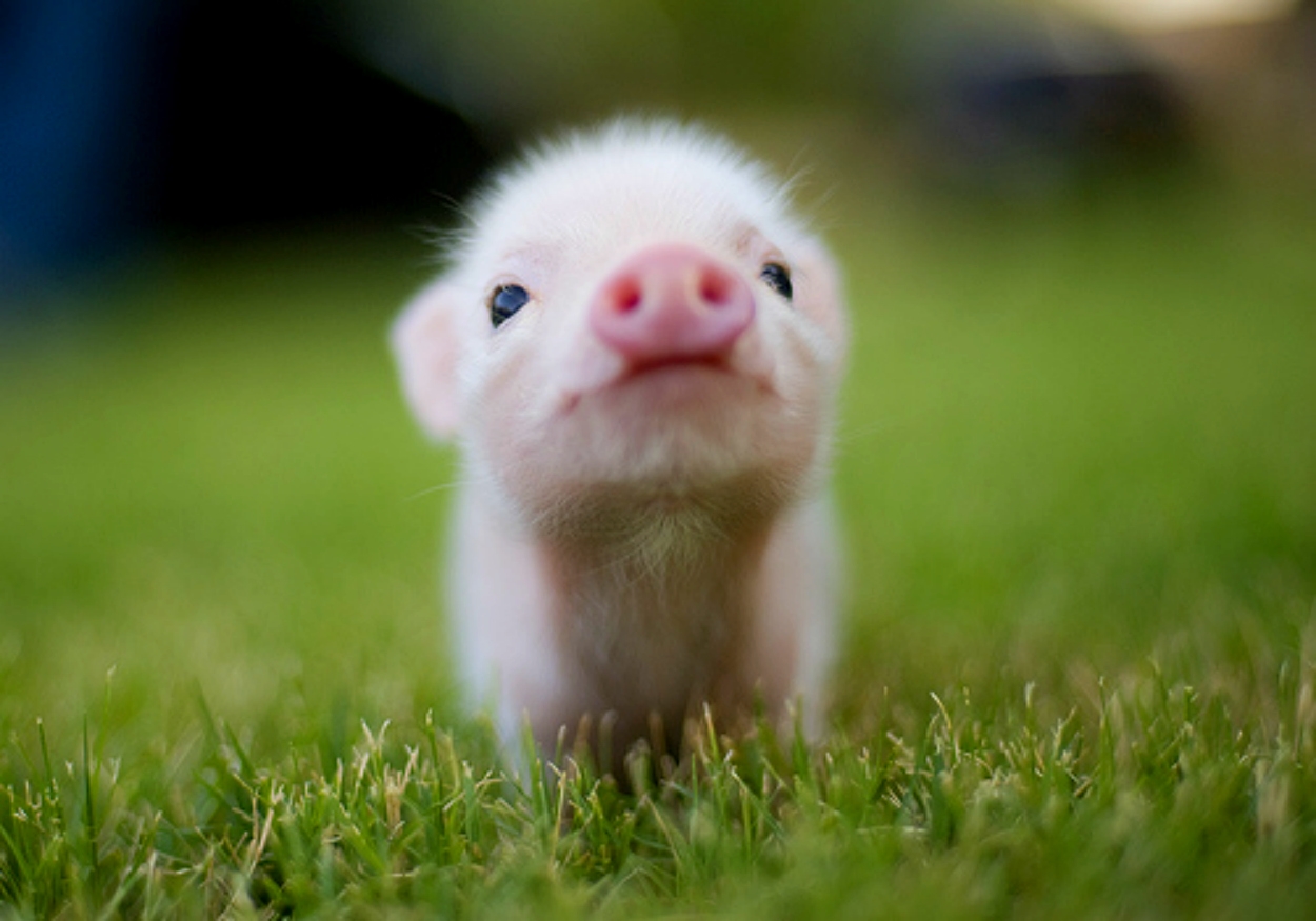 Cute Tiny Pig , HD Wallpaper & Backgrounds