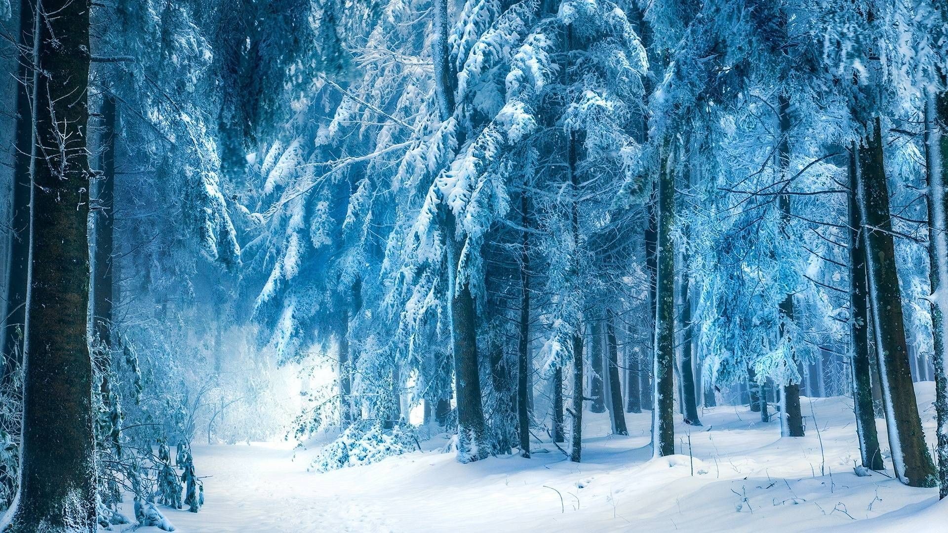 Snow Forest , HD Wallpaper & Backgrounds