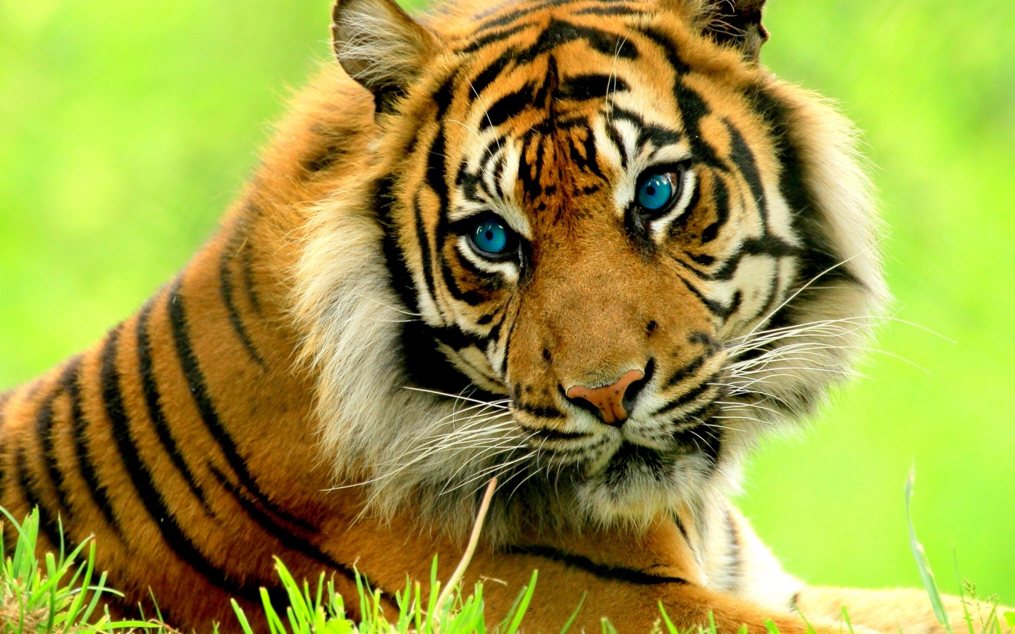 Tiger - Cute Wallpapers Of Tiger , HD Wallpaper & Backgrounds