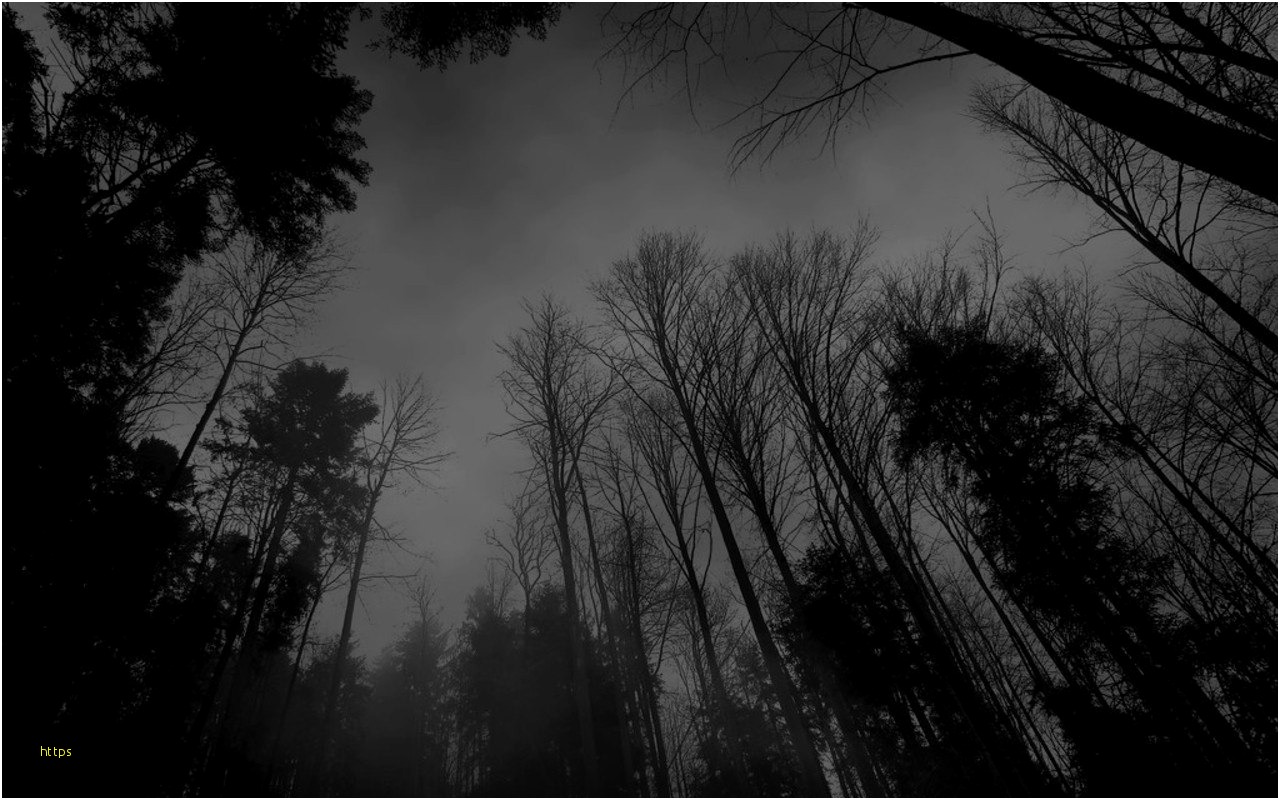 Dark Forest Wallpaper Fresh Black And White Anime Forest - Dark Forest , HD Wallpaper & Backgrounds