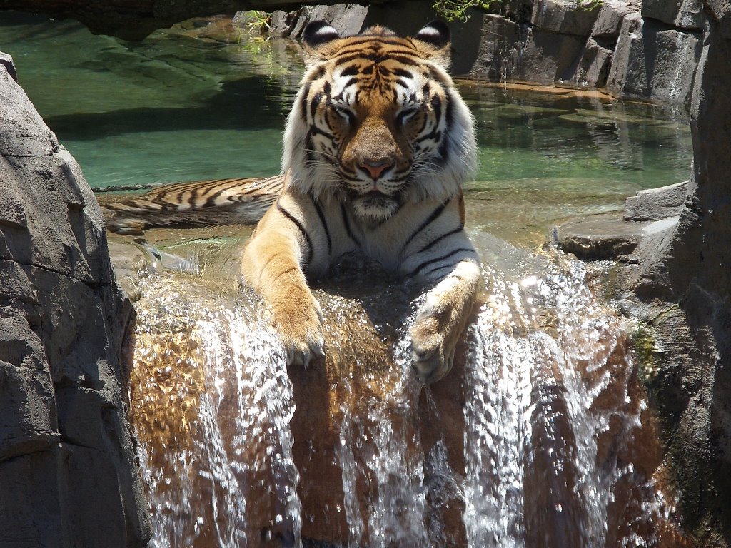Nature Wallpaper - Tiger - Relaxing - Tiger Enjoying Waterfall , HD Wallpaper & Backgrounds