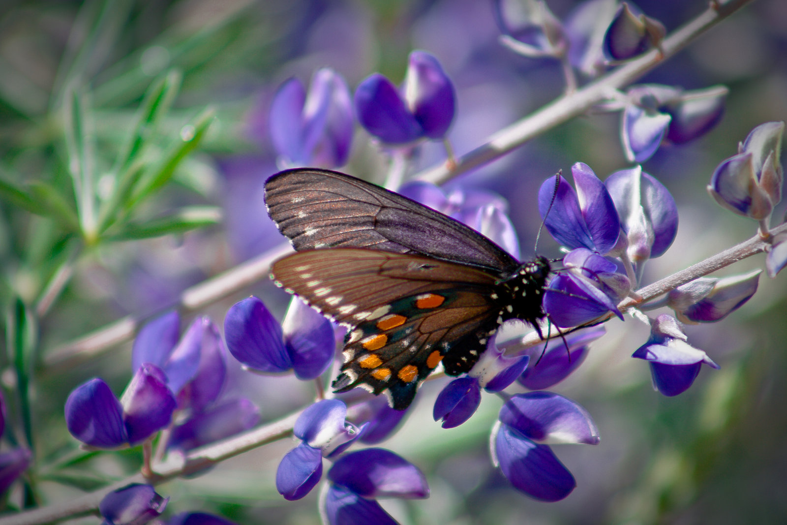 Wallpaper De Mariposas - Real Butterfly In Flowers , HD Wallpaper & Backgrounds