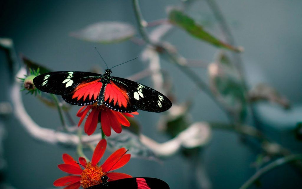 Fondo De Pantalla Para Pc De Mariposas - Good Morning 4k Hd , HD Wallpaper & Backgrounds